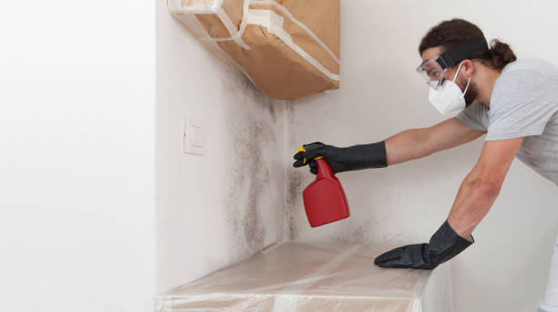 Professional Black Mold Removal technician working in Glenwood, MN