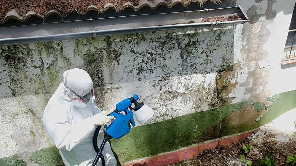 Trusted Black Mold Removal service in Glenwood, MN - Cheap Mold Removal